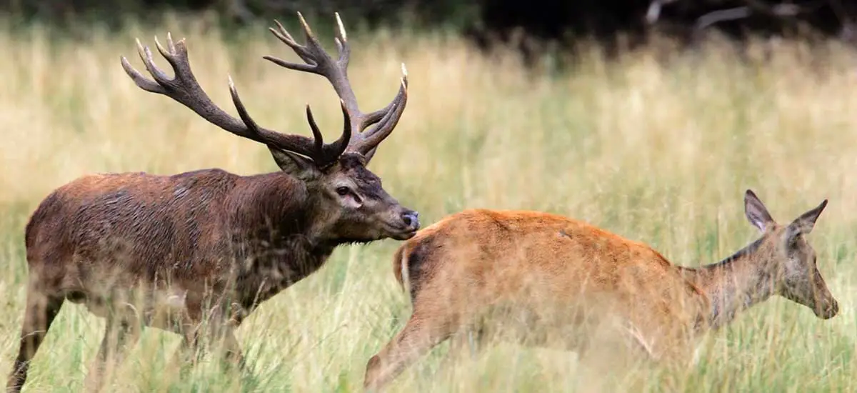 Un cerf s'approche d'une biche qui l'ignore pendant le brame