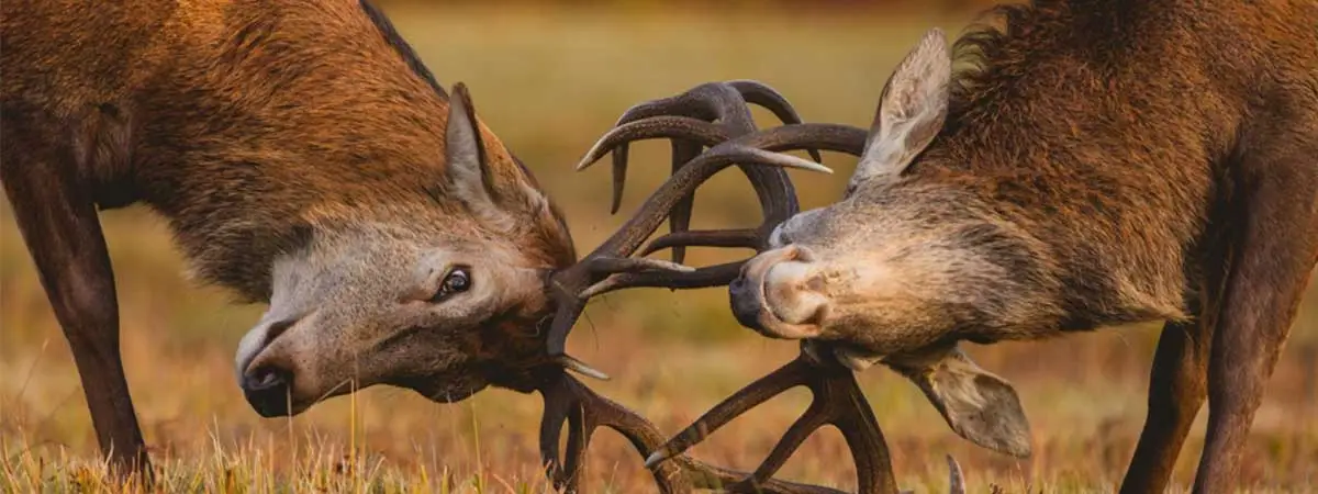 Deux cerfs se battent en duel lors de la période de brame