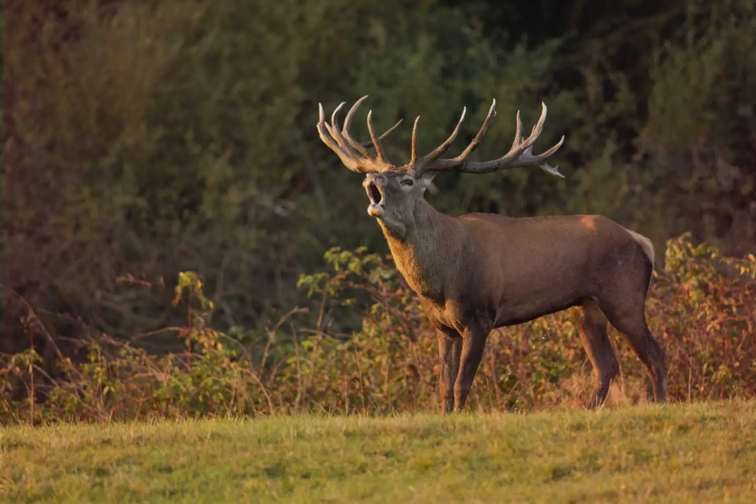 Un cerf en plein brame