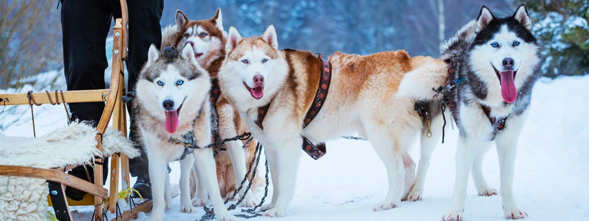 Sortie en chien de traineau, une activité hors-ski pour varier les plaisirs